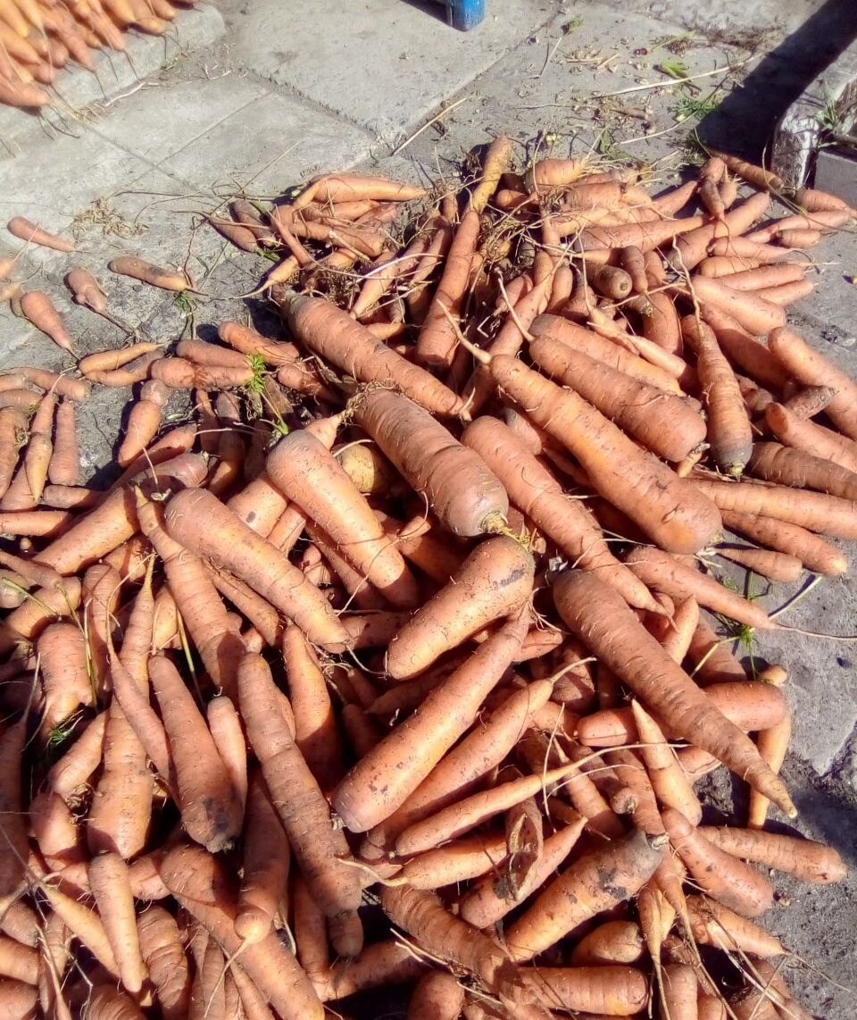 Как сохранить морковь до лета: 2 важные детали и почему нет неправильного метода хранения