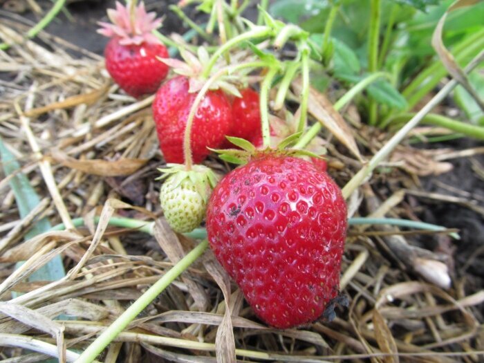 3 ошибки, которые мешают клубнике в сентябре: почему ягоды мелкие, их немного и кусты подмерзают зимой.