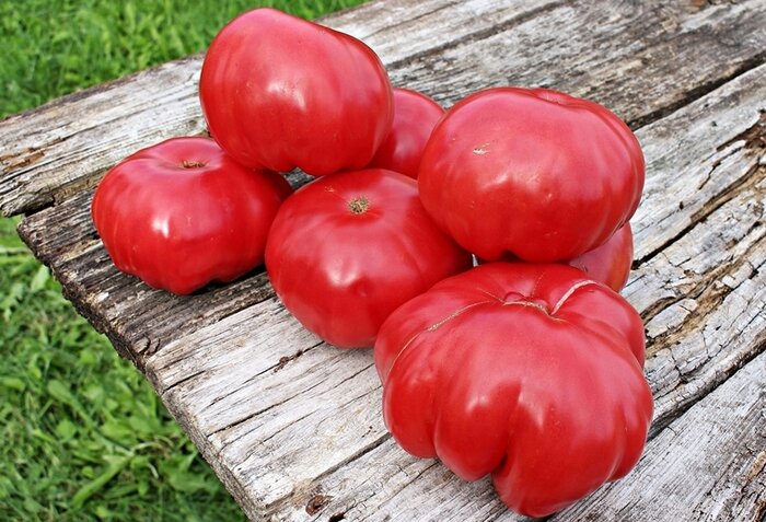 3 ошибки, которые снижают урожайность томатов, несмотря на их модность