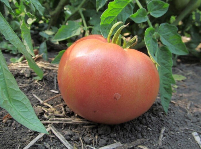 Лучше исключить эти привычки для эффективного полива томатов: ошибки с температурой, временем и удобрениями