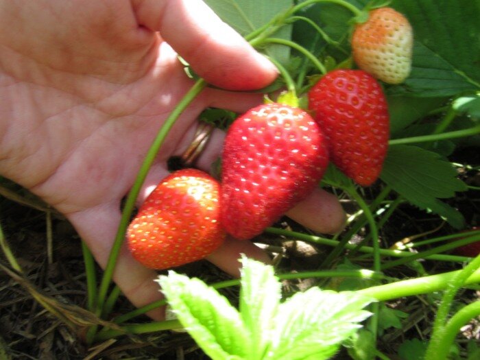 3 ошибки в выращивании клубники, которые приводят к недостатку ягод: уроки, которые мы все должны выучить.