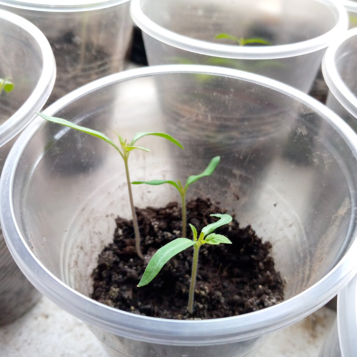 Три секрета успешного выращивания рассады перца и помидоров: как получить здоровые и крепкие растения