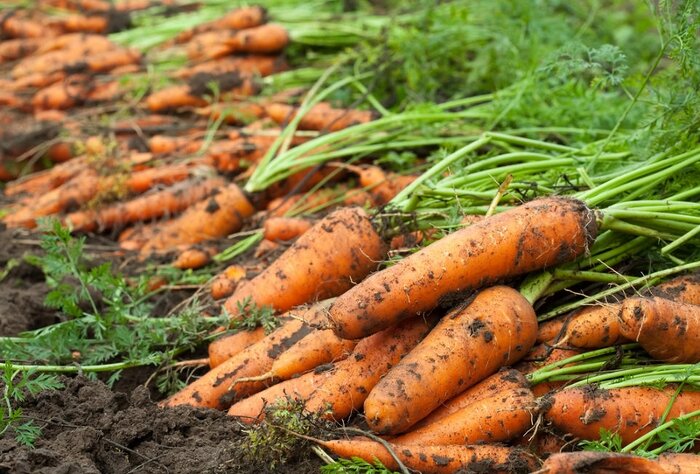 Секрет долгого хранения моркови: 3 ошибки и нюансы, которые мы часто допускаем после сбора, и эффективные способы приготовления для хранения
