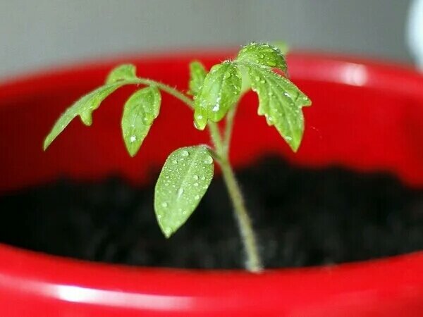 Проблемы рассады томата: 3 дела, которые не приносят радости растению. Избегайте 3 ошибок агротехники, чтобы повысить урожайность.