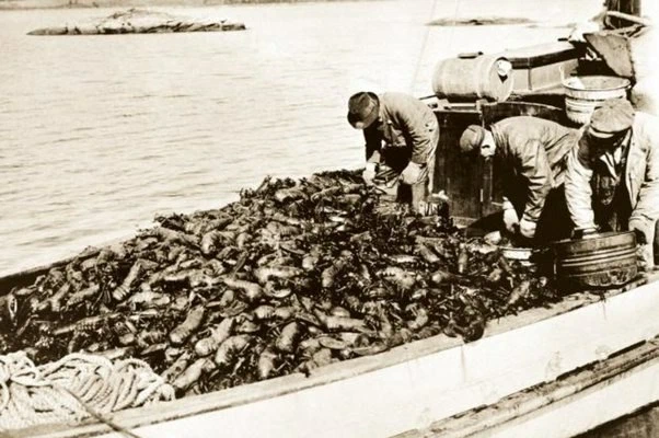 Омары в США долгое время считались мусорной пищей 