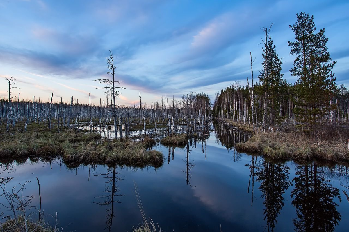 Тайны Васюганских болот - самых крупных топей в мире, которые скрываются в их глубинах