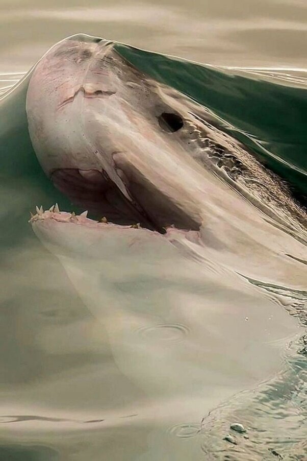 На фото - акула вырывается из морской пучины, за секунду до того, как она вынырнет. Фотограф-натуралист Дейв Сетфорд запечатлел этот момент.