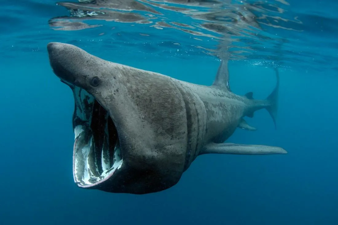Это - исполинская акула. В длину вырастает до 10 метров. Наряду с китовой акулой - это самый крупный вид. Для человека неопасны - люди к ним могут подплывать в открытом океане и даже фотографироваться