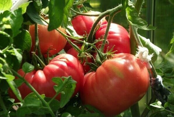 Изучите правильный полив помидоров в жару (и не только): 4 эффективных правила. Обучайтесь и обеспечивайте правильный полив