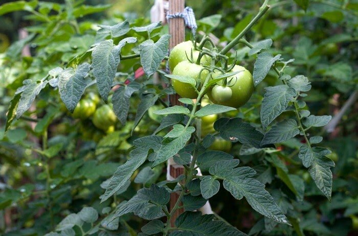 Как определить количество листьев для помидоров и избежать их лишнего обрезания: просто о сложном