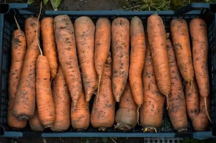 Сохраните свежесть и хрустящесть моркови в мае благодаря 3 хитрым советам из магазина