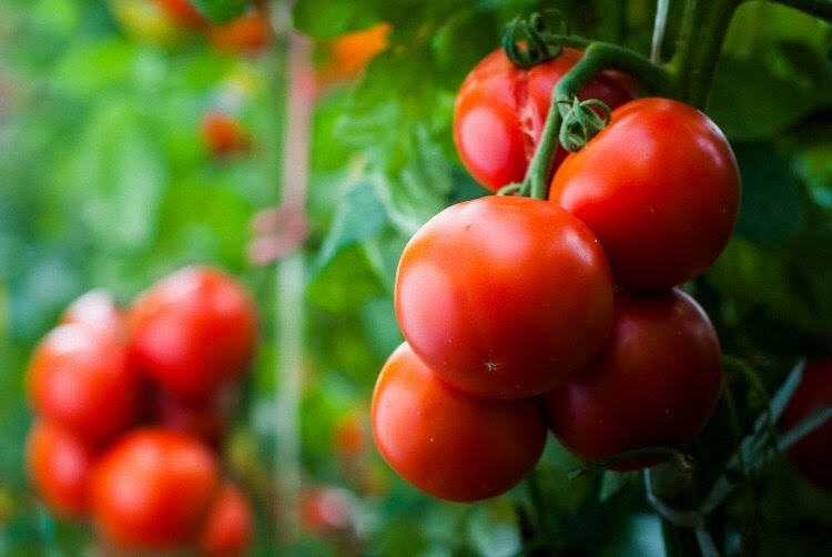 Почему сокращение полива поможет увеличить урожай томатов, но почему я не собираюсь следовать этим советам. Идеальное время для сокращения полива.
