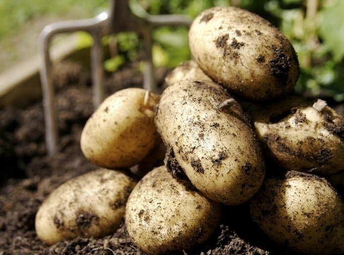 Как получить обилие крупного картофеля без особых усилий и добавок в почву