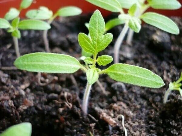 4 способа, как обеспечить расширение стеблей рассады томатов и предотвратить их вытягивание