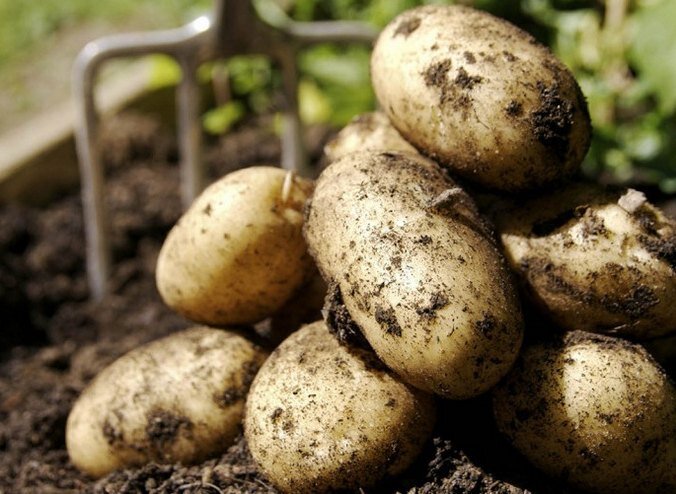 Три сорта картофеля, превосходящих вкусом и урожайностью многие новые: картофель в больших количествах.