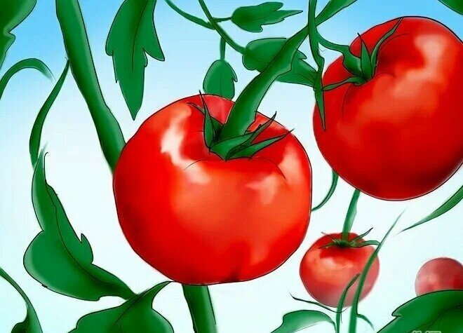 Как выбрать подкормку для томатов: особенности использования марганца, йода и бора