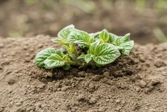 Секреты достижения крупной и обильной урожайности картофеля: 4 полезных совета
