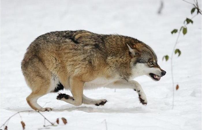 Имеют ли страх перед злым и ужасным серым волком звери леса?